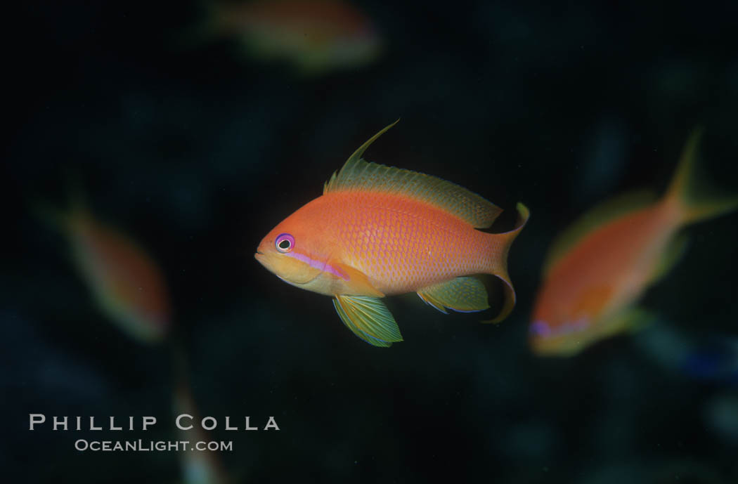 Jewel fairy basslet (female color form), also known as lyretail anthias. Egyptian Red Sea, Pseudanthias squamipinnis, natural history stock photograph, photo id 07091