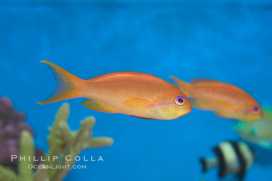 Lyretail fairy basslet, female., Pseudanthias squamipinnis, natural history stock photograph, photo id 07863