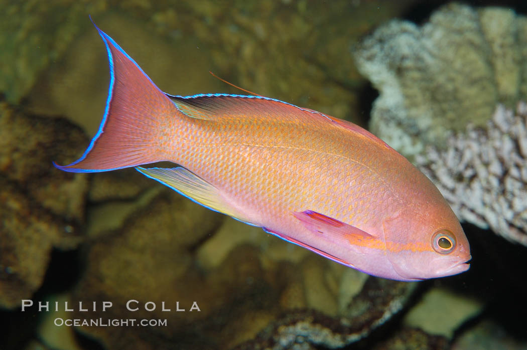 Sea goldie., Pseudanthias squamipinnis, natural history stock photograph, photo id 08891