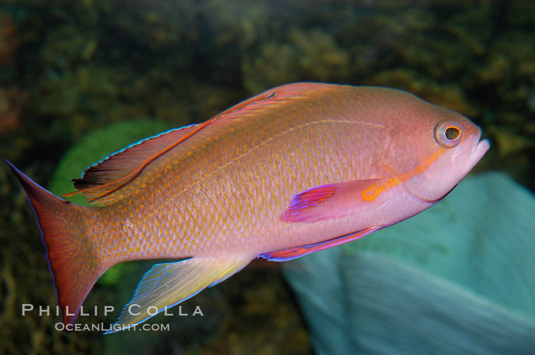 Sea goldie., Pseudanthias squamipinnis, natural history stock photograph, photo id 08895