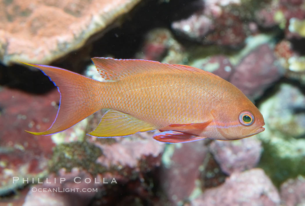 Lyretail fairy basslet, female., Pseudanthias squamipinnis, natural history stock photograph, photo id 11799