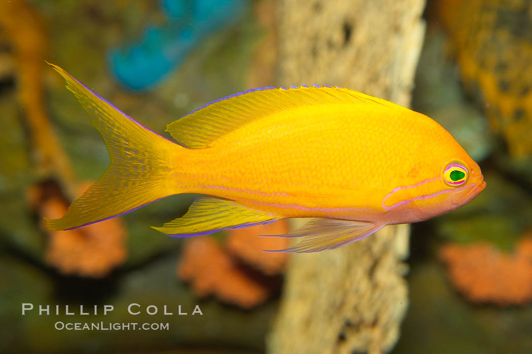 Lyretail fairy basslet, female., Pseudanthias squamipinnis, natural history stock photograph, photo id 12871