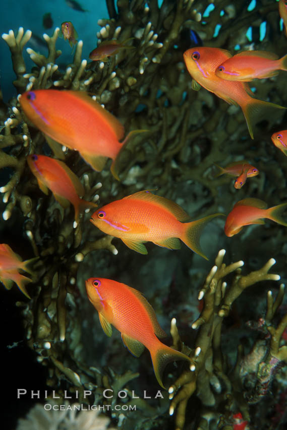 Jewel fairy basslet (female color form), also known as lyretail anthias. Egyptian Red Sea, Pseudanthias squamipinnis, natural history stock photograph, photo id 05225