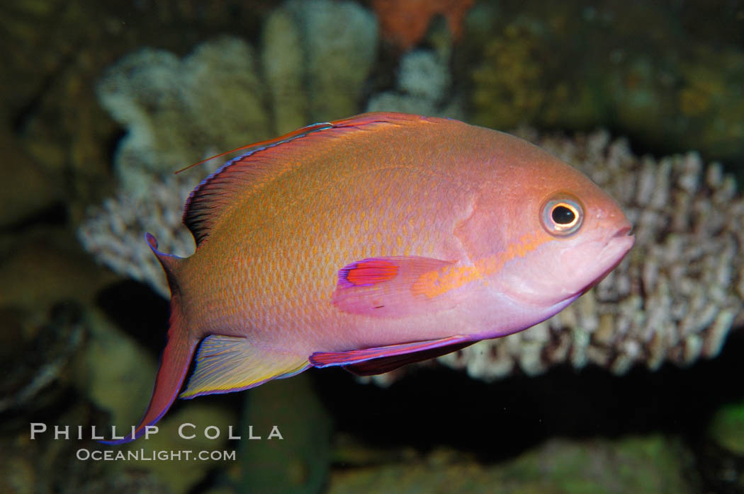 Sea goldie., Pseudanthias squamipinnis, natural history stock photograph, photo id 08889