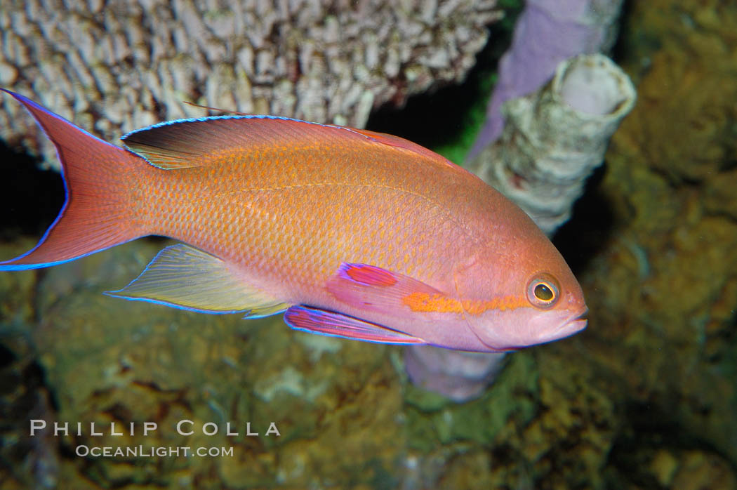 Sea goldie., Pseudanthias squamipinnis, natural history stock photograph, photo id 08893