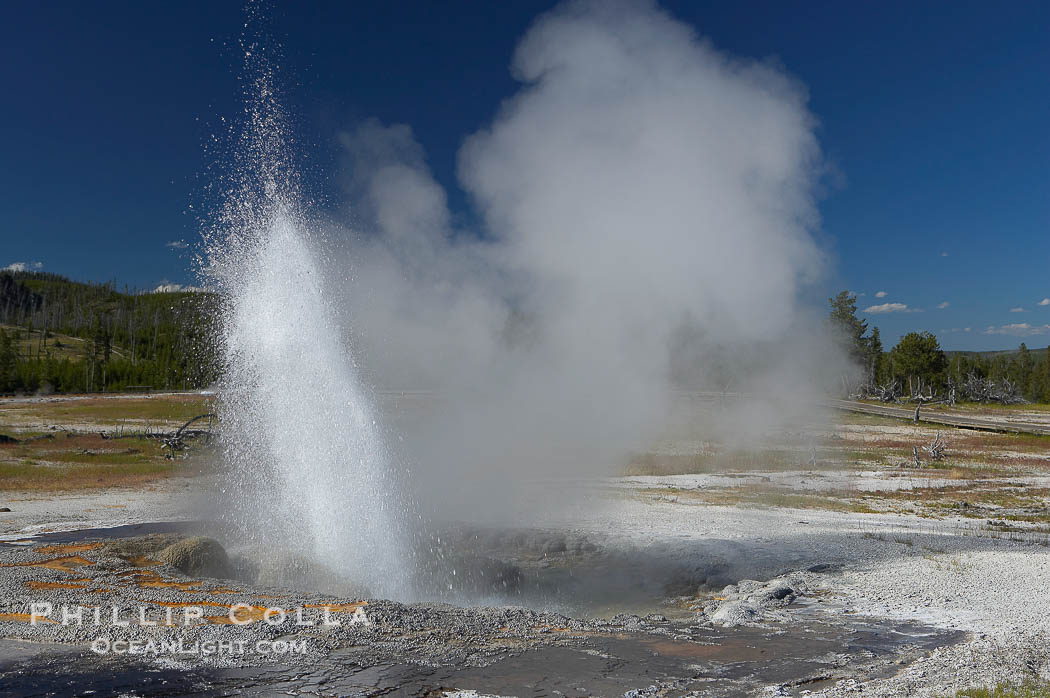 Jewel Geyser reaches heights of 15 to 30 feet and lasts for 1 to 2 minutes.  It cycles every 5 to 10 minutes.  Biscuit Basin., natural history stock photograph, photo id 13501