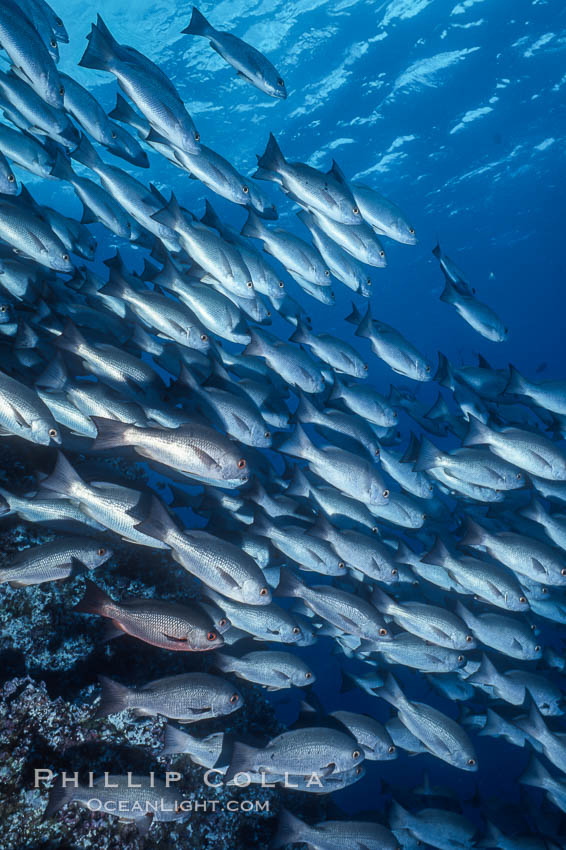 Schooling Jordans snapper. Cocos Island, Costa Rica, Lutjanus jordani, natural history stock photograph, photo id 02038