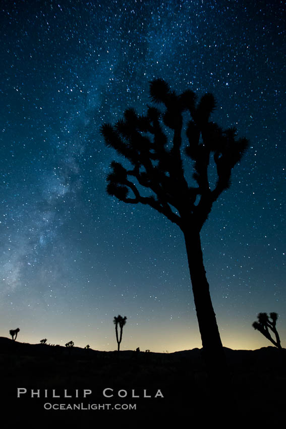The Milky Way Galaxy shines in the night sky with a Joshua Tree silhouetted in the foreground. Joshua Tree National Park, California, USA, natural history stock photograph, photo id 27808
