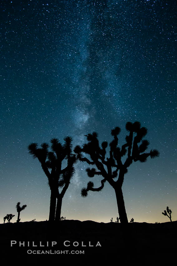 The Milky Way Galaxy shines in the night sky with a Joshua Tree silhouetted in the foreground. Joshua Tree National Park, California, USA, natural history stock photograph, photo id 27807