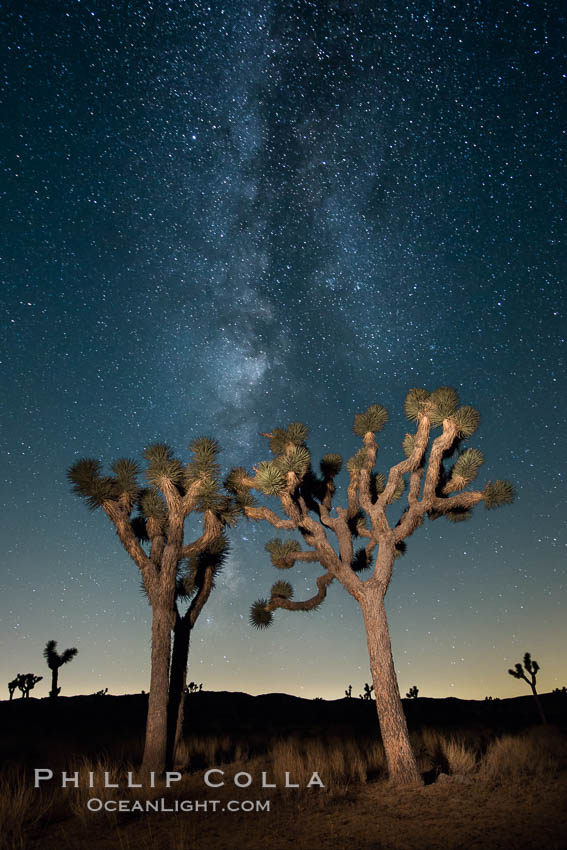 The Milky Way Galaxy shines in the night sky with a Joshua Tree silhouetted in the foreground, Joshua Tree National Park, California