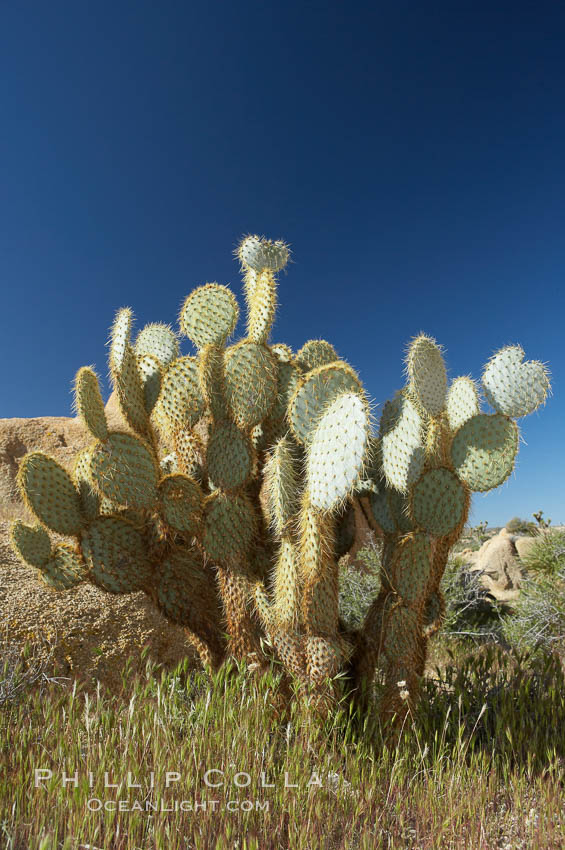 Unidentified cactus. Joshua Tree National Park, California, USA, natural history stock photograph, photo id 11926