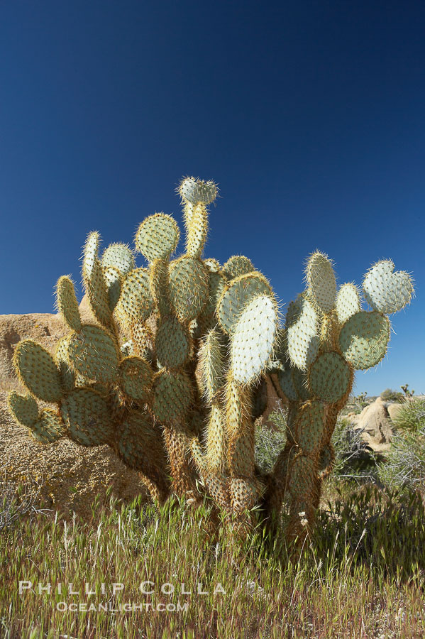 Unidentified cactus., natural history stock photograph, photo id 11926
