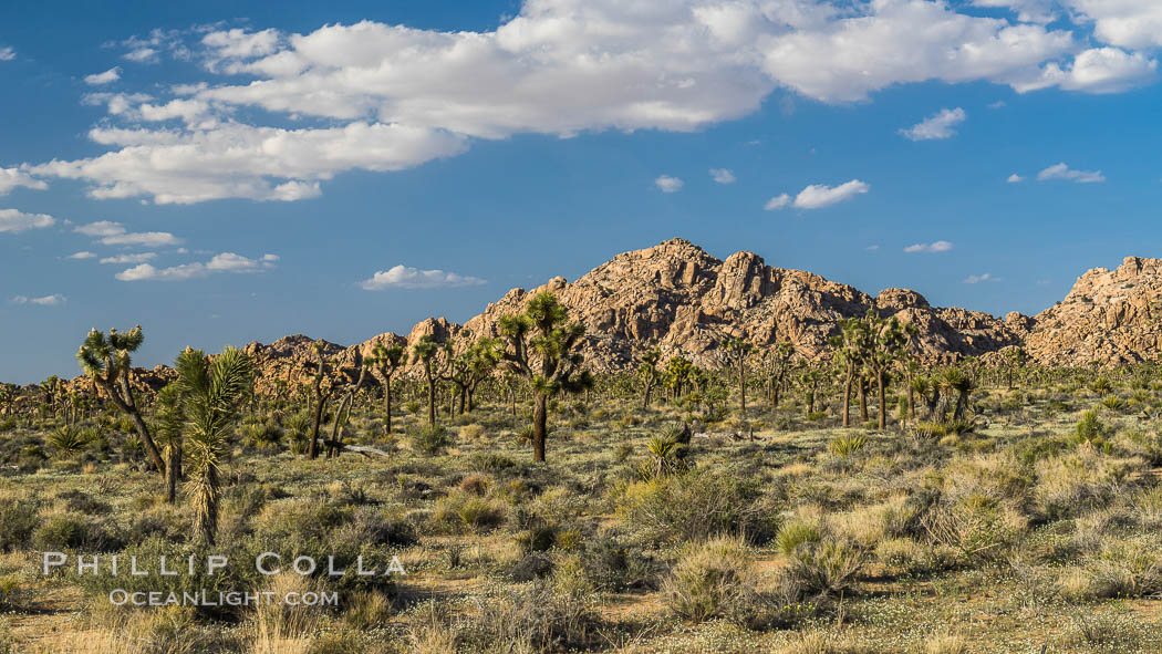 Joshua Tree National Park. California, USA, natural history stock photograph, photo id 29230