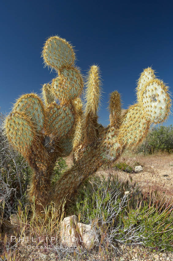 Unidentified cactus. Joshua Tree National Park, California, USA, natural history stock photograph, photo id 11928