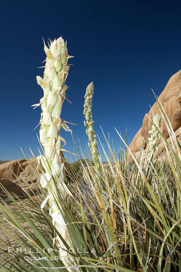 Image 11923, Unidentified yucca or agave. Joshua Tree National Park, California, USA
