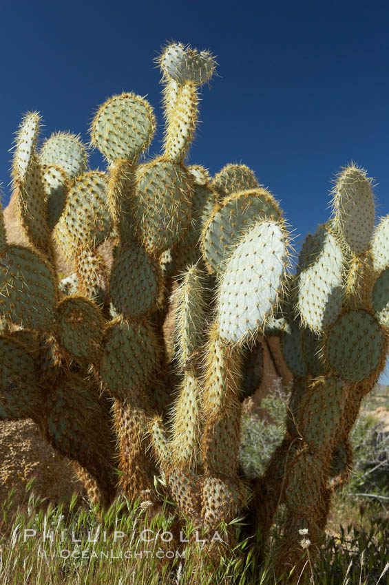 Unidentified cactus. Joshua Tree National Park, California, USA, natural history stock photograph, photo id 11927