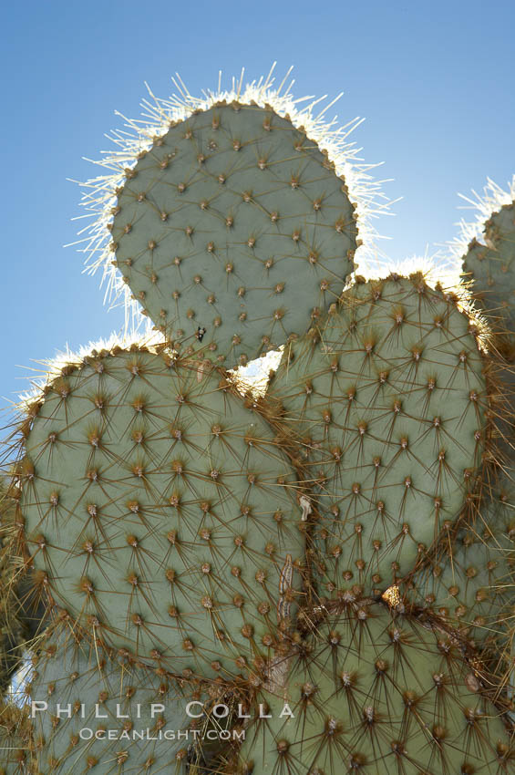 Unidentified cactus. Joshua Tree National Park, California, USA, natural history stock photograph, photo id 11925