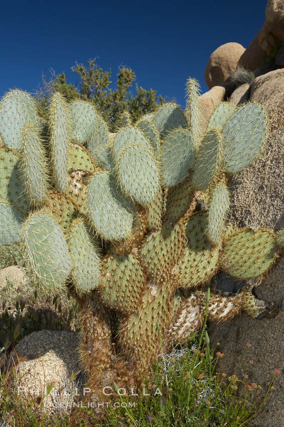 Unidentified cactus. Joshua Tree National Park, California, USA, natural history stock photograph, photo id 11929