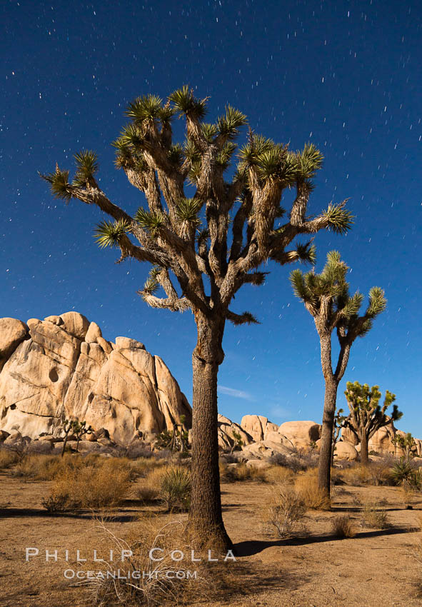 Joshua tree and stars, moonlit night. The Joshua Tree is a species of yucca common in the lower Colorado desert and upper Mojave desert ecosystems. Joshua Tree National Park, California, USA, Yucca brevifolia, natural history stock photograph, photo id 27714