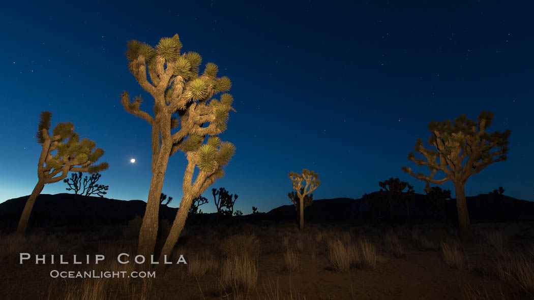 Joshua tree and stars at night. The Joshua Tree is a species of yucca common in the lower Colorado desert and upper Mojave desert ecosystems. Joshua Tree National Park, California, USA, natural history stock photograph, photo id 27810