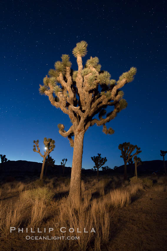 Joshua tree and stars at night. The Joshua Tree is a species of yucca common in the lower Colorado desert and upper Mojave desert ecosystems. Joshua Tree National Park, California, USA, natural history stock photograph, photo id 27811