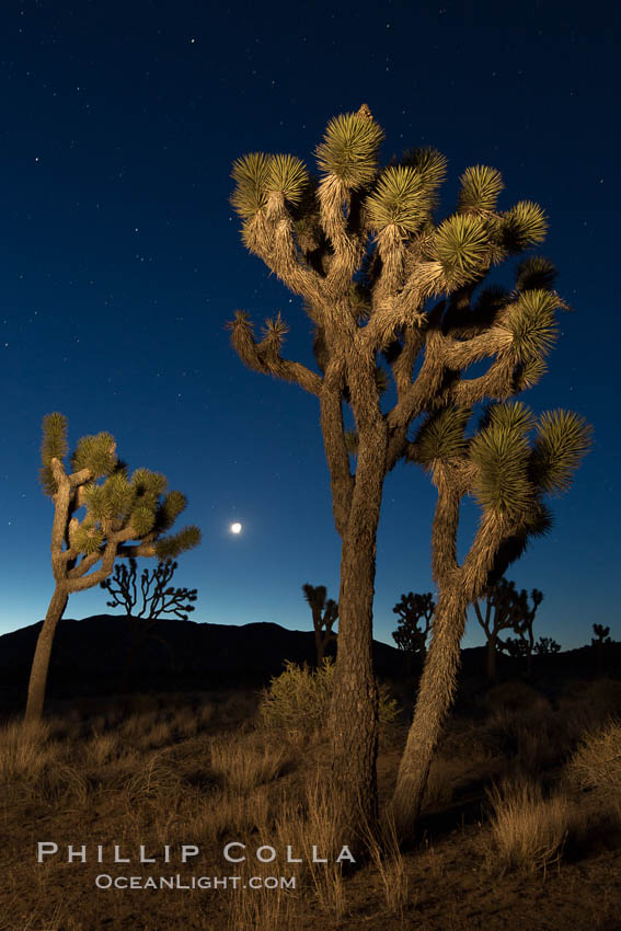 Joshua tree and stars at night. The Joshua Tree is a species of yucca common in the lower Colorado desert and upper Mojave desert ecosystems. Joshua Tree National Park, California, USA, natural history stock photograph, photo id 27809