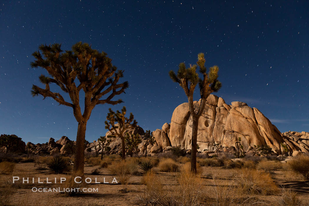 Joshua tree and stars, moonlit night. The Joshua Tree is a species of yucca common in the lower Colorado desert and upper Mojave desert ecosystems. Joshua Tree National Park, California, USA, Yucca brevifolia, natural history stock photograph, photo id 27713