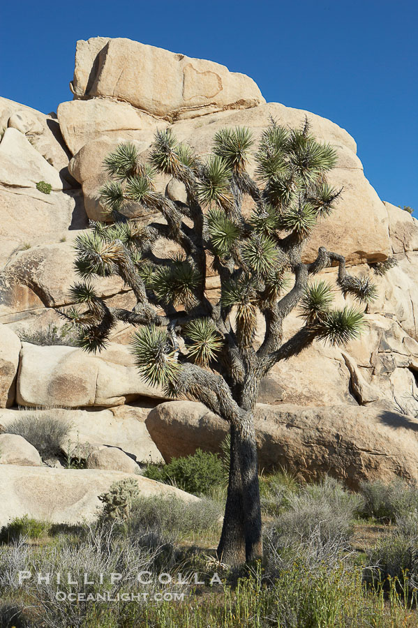 Joshua trees and strange rock formations characteristic of the Mojave desert region of Joshua Tree National Park., Yucca brevifolia, natural history stock photograph, photo id 12002