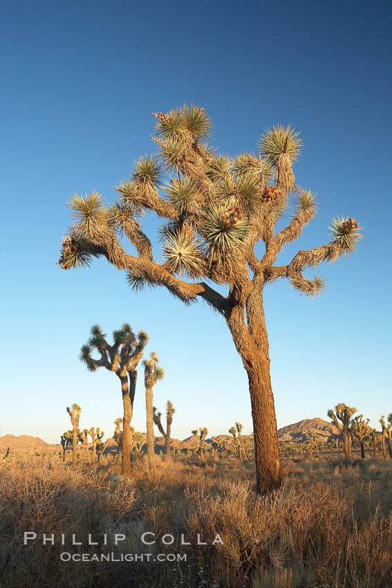 Joshua Trees in early morning light. Joshua Tree National Park, California, USA, Yucca brevifolia, natural history stock photograph, photo id 22106