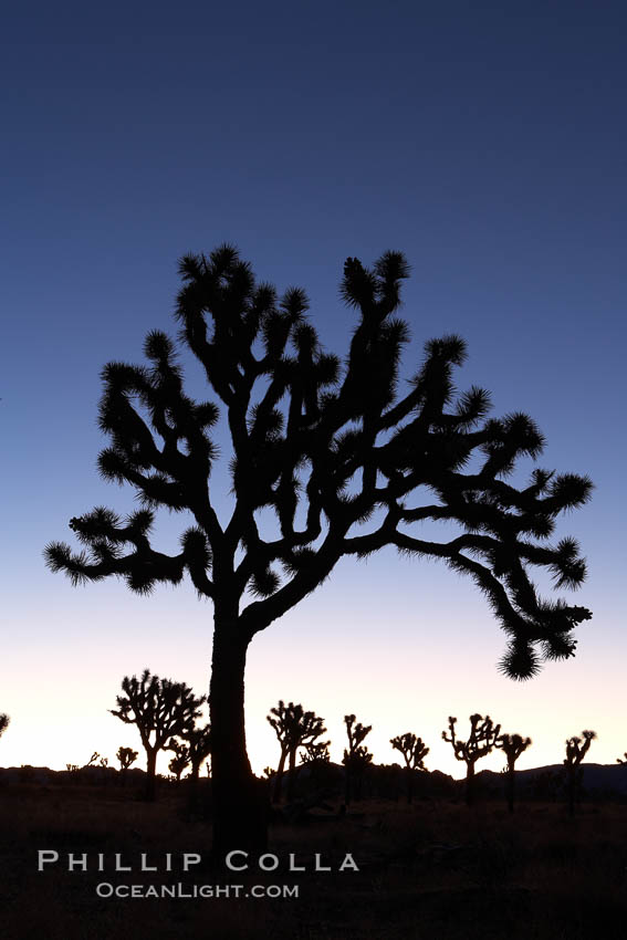 Joshua trees silhouetted against predawn sunrise light. Joshua Tree National Park, California, USA, Yucca brevifolia, natural history stock photograph, photo id 22114