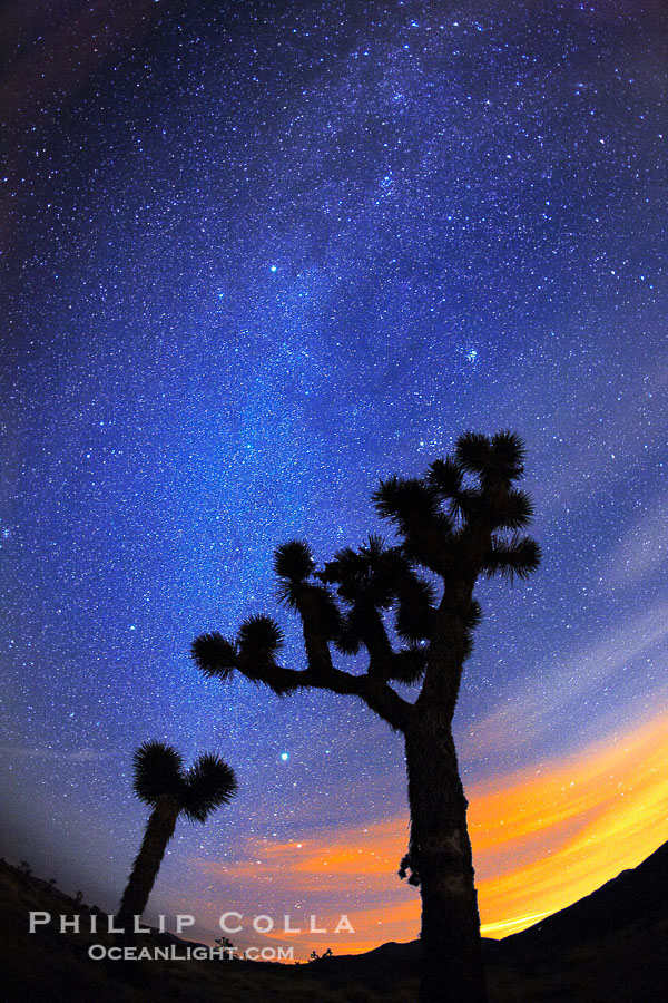 The Milky Way Galaxy shines in the night sky with a Joshua Tree silhouetted in the foreground. The lights of Palm Springs glow on the horizon., Yucca brevifolia, Copyright Phillip Colla, image #22202, all rights reserved worldwide.