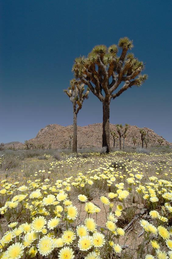 Joshua Trees rise above a patch of white tackstems. Spring. Joshua Tree National Park, California, USA, Calycoseris wrightii, Yucca brevifolia, natural history stock photograph, photo id 09116