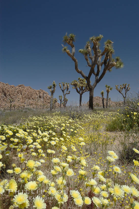 Joshua Trees rise above a patch of white tackstems. Spring. Joshua Tree National Park, California, USA, Calycoseris wrightii, Yucca brevifolia, natural history stock photograph, photo id 09120