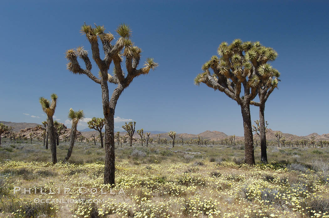 Joshua Trees, a tree form of yucca inhabiting the Mojave and Sonoran Deserts. Joshua Tree National Park, California, USA, Yucca brevifolia, natural history stock photograph, photo id 09160