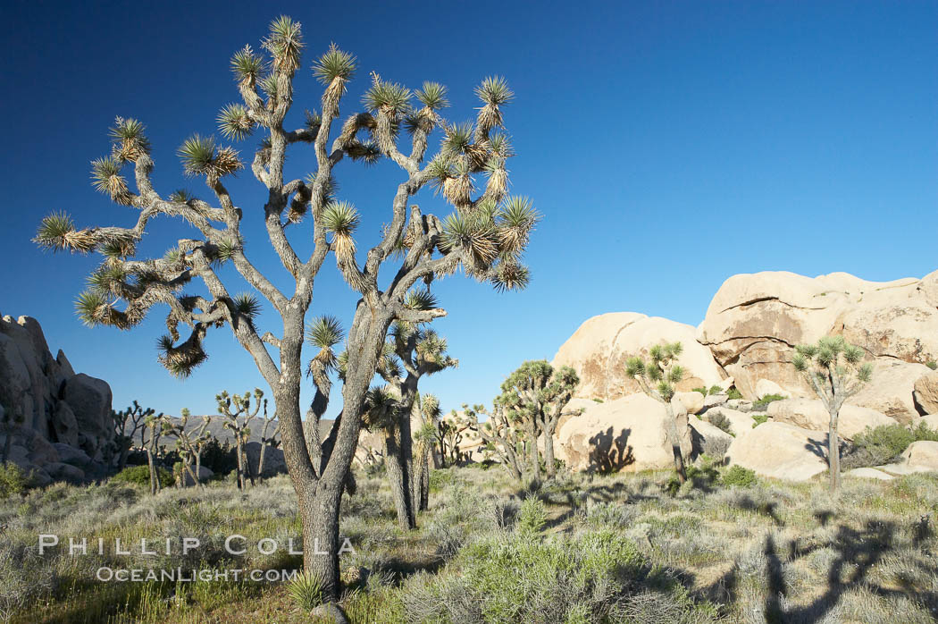Joshua trees and strange rock formations characteristic of the Mojave desert region of Joshua Tree National Park. California, USA, Yucca brevifolia, natural history stock photograph, photo id 11992