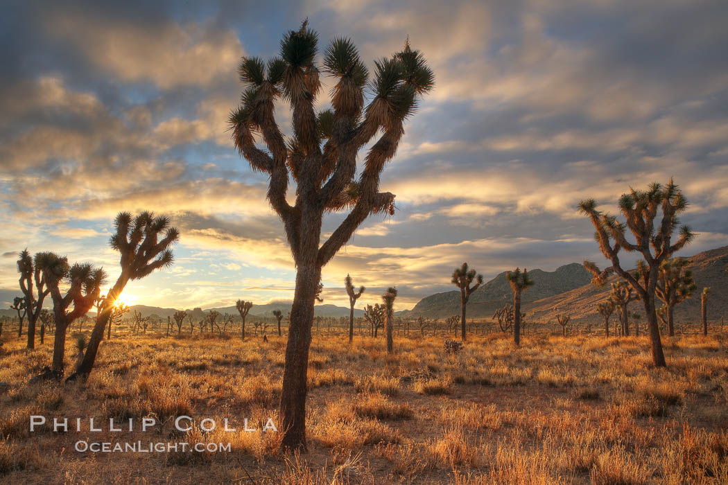 Sunrise in Joshua Tree National Park. California, USA, Yucca brevifolia, natural history stock photograph, photo id 22100