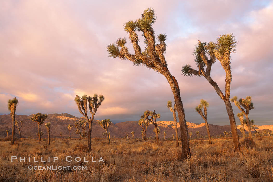 Joshua Trees in early morning light. Joshua Tree National Park, California, USA, Yucca brevifolia, natural history stock photograph, photo id 22104