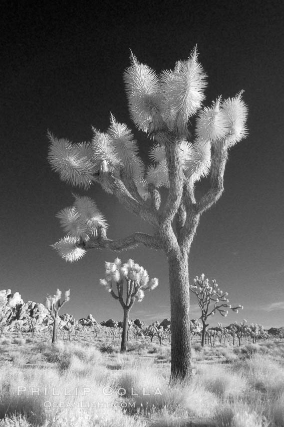 Joshua tree, sunrise, infrared. Joshua Tree National Park, California, USA, Yucca brevifolia, natural history stock photograph, photo id 22888