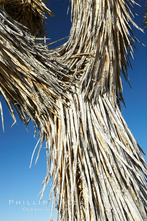 The trunk of this Joshua tree is covered by its still-attached dead leaves, which will eventually fall off to expose the wrinkly bark. Joshua Tree National Park, California, USA, Yucca brevifolia, natural history stock photograph, photo id 11991