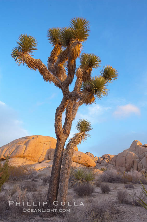 Joshua tree at sunrise.  Joshua trees are found in the Mojave desert region of Joshua Tree National Park. California, USA, Yucca brevifolia, natural history stock photograph, photo id 20139