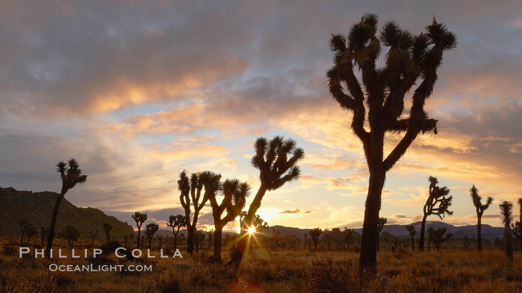 Sunrise in Joshua Tree National Park, storm clouds. California, USA, Yucca brevifolia, natural history stock photograph, photo id 22103