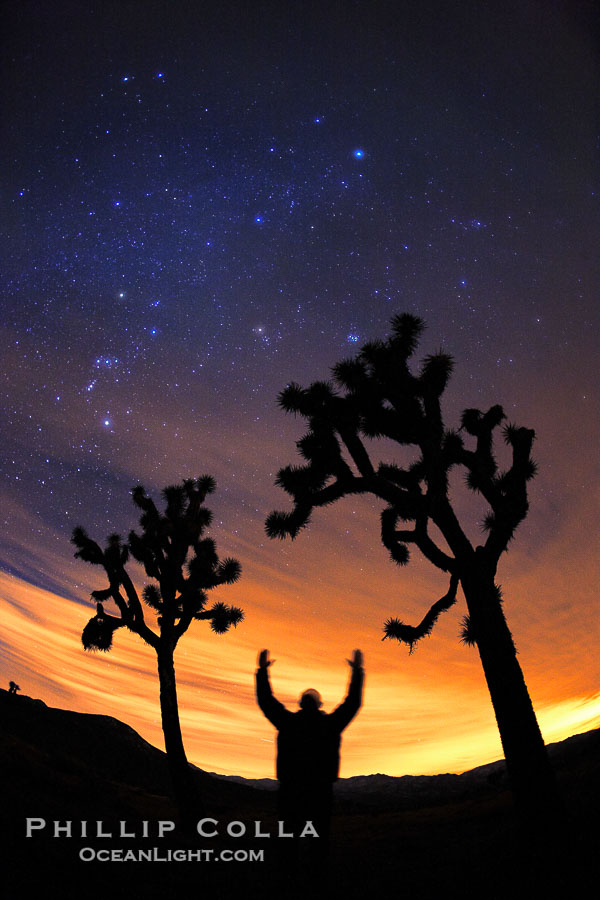 A hiker wandering the desert on Christmas Eve thrusts his arms skyward, praising the brilliance of God and Creation. , Yucca brevifolia, Copyright Phillip Colla, image #22203, all rights reserved worldwide.