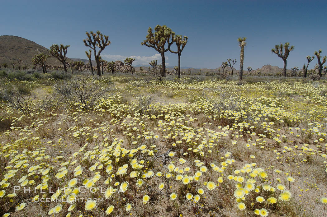 Joshua Trees rise above a patch of white tackstems. Spring. Joshua Tree National Park, California, USA, Calycoseris wrightii, Yucca brevifolia, natural history stock photograph, photo id 09121