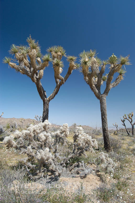 Joshua Trees, a tree form of yucca inhabiting the Mojave and Sonoran Deserts. Joshua Tree National Park, California, USA, Yucca brevifolia, natural history stock photograph, photo id 09149