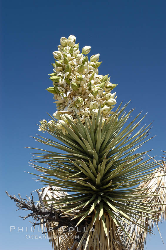The flower cluster of a Joshua tree in late spring, showing developing fruit which will dry and fall off. Joshua Tree National Park, California, USA, Yucca brevifolia, natural history stock photograph, photo id 09153