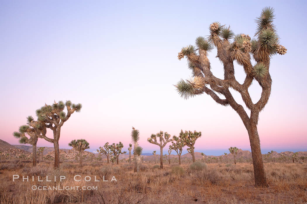 Joshua Trees in early morning light. Joshua Tree National Park, California, USA, Yucca brevifolia, natural history stock photograph, photo id 22113