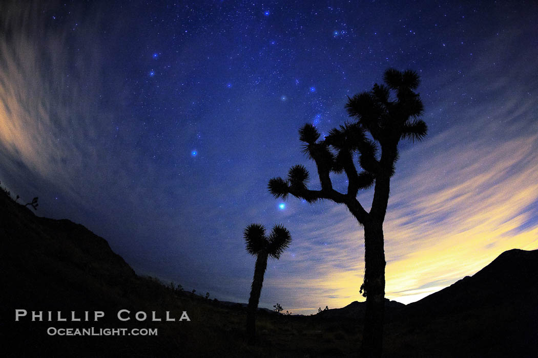 Stars shine in the night sky with Joshua Trees silhouetted in the foreground.  The lights of Palm Springs (right) and the town of Joshua Tree (left) glow on the horizon. Joshua Tree National Park, California, USA, Yucca brevifolia, natural history stock photograph, photo id 22201