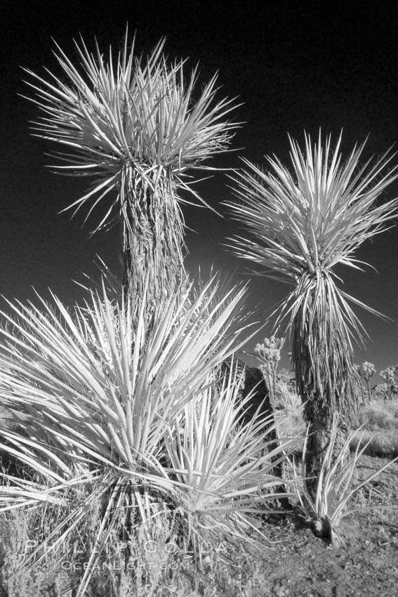 Unidentified yucca or agave, sunrise, infrared. Joshua Tree National Park, California, USA, Yucca brevifolia, natural history stock photograph, photo id 22889