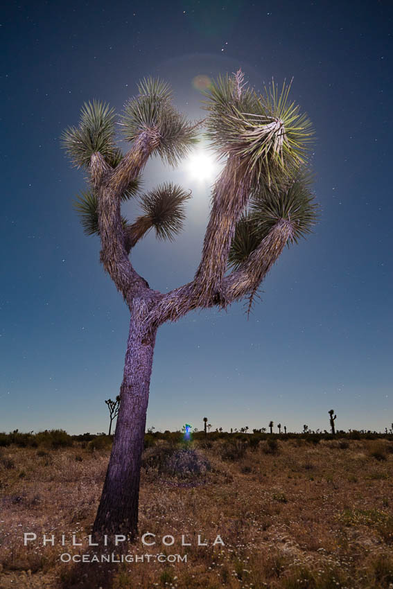 Joshua tree, moonlit night.  The Joshua Tree is a species of yucca common in the lower Colorado desert and upper Mojave desert ecosystems. Joshua Tree National Park, California, USA, Yucca brevifolia, natural history stock photograph, photo id 26778