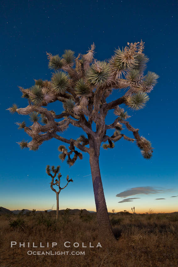 Joshua tree, moonlit night.  The Joshua Tree is a species of yucca common in the lower Colorado desert and upper Mojave desert ecosystems. Joshua Tree National Park, California, USA, Yucca brevifolia, natural history stock photograph, photo id 26756
